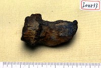 藏品(鹿角柄)的圖片